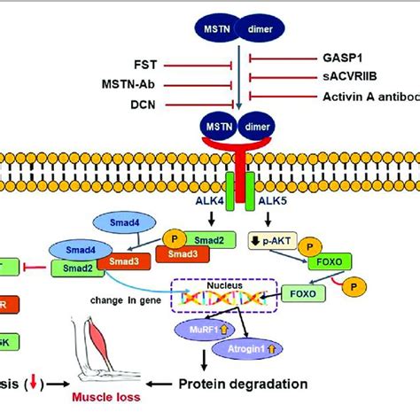 mstn flirt|Myostatin and its Regulation: A Comprehensive Review of。